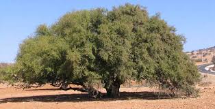 Maroc: Plongée dans le monde de l’Arganier, cet arbre rare et précieux