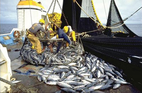Mauritanie: baisse des exportations de la pêche en 2019