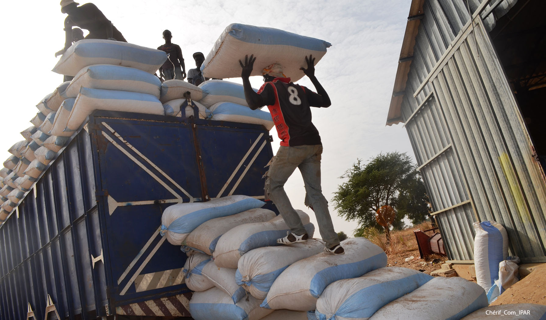 Sénégal: plaidoyer pour les assises de l’arachide (experts)