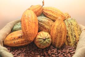 Cacao ivoirien: une « grève illimitée » contre le blocage de la commercialisation annoncée