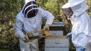 Maroc : le ministère de l’Agriculture vient au secours des apiculteurs