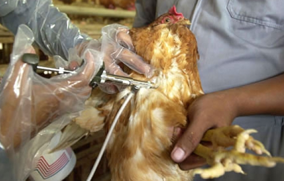 Grippe aviaire : Harare resserre les importations de volailles