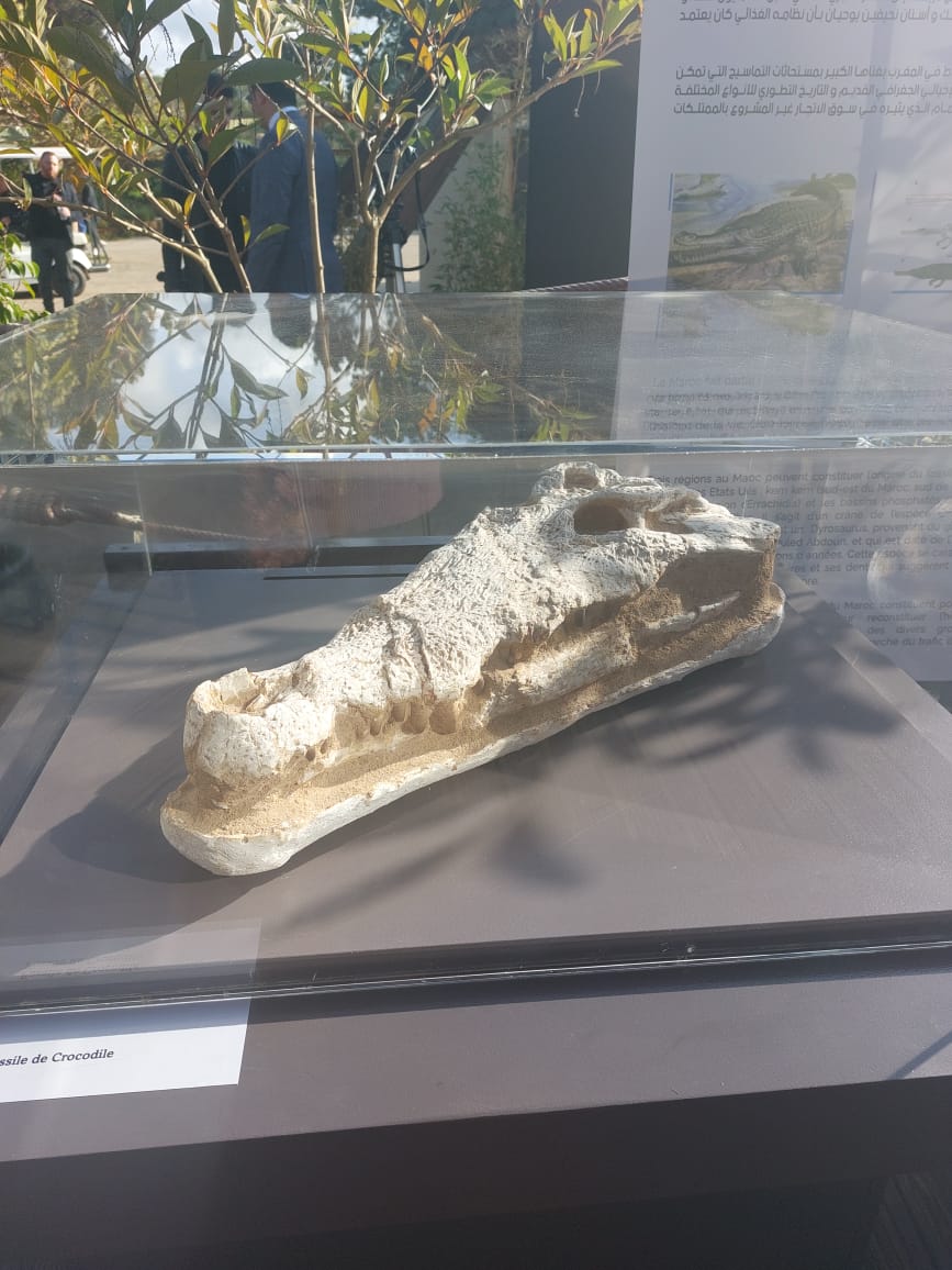 Maroc : Un crâne fossile de crocodile datant de 56 millions d’années présenté à Rabat