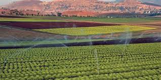 Maroc/Agriculture: les exportations ont le vent en poupe