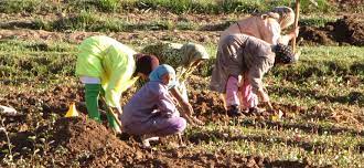 Maroc: une politique dédiée à l’autonomisation économique de la femme rurale en gestation (Banque centrale)