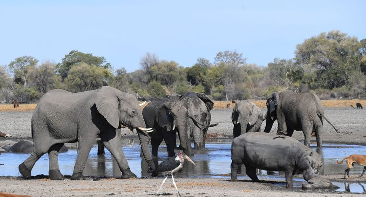 Botswana: que cache l’énorme don de 500 éléphants au Mozambique