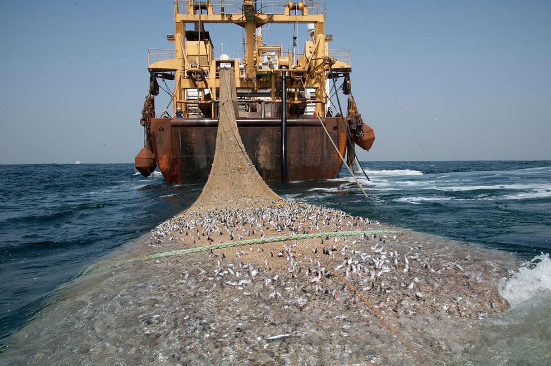 Pêche industrielle: le Sénégal invité à suivre l’exemple mauritanien