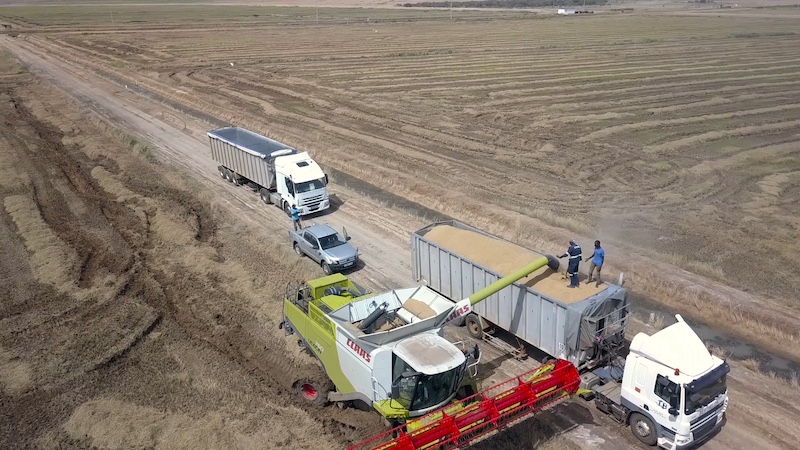 La chute de la Compagnie agricole de Saint-Louis (CASL) : le revers d’un symbole de la souveraineté alimentaire sénégalaise