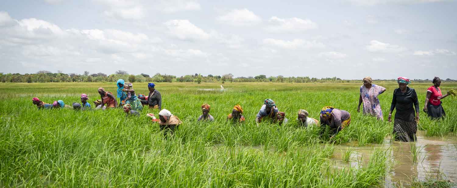 Difficultés pour les opérateurs agricoles : L’Impact des dettes de l’État sur les banques